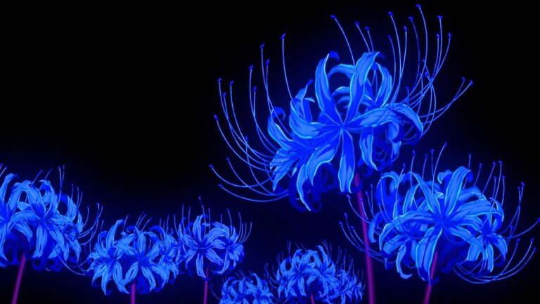 O que é lírio da aranha azul?